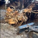 stump removal west palm beach