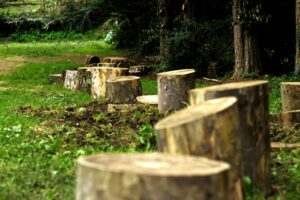 Maintaining Healthy Trees After Stump Removal